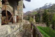 Spettacolo di crocus ai prati della Pigolotta di Valtorta il 22 aprile 2019  - FOTOGALLERY